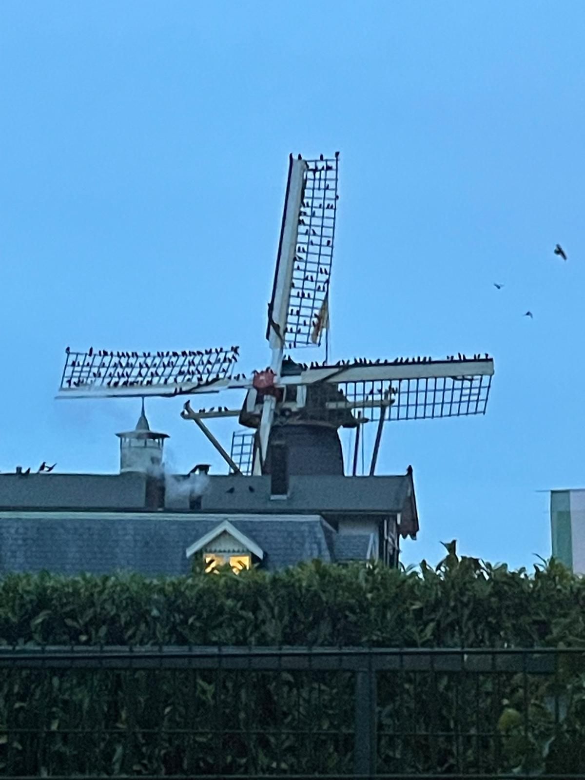 Rietdekker01